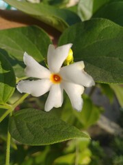 White Night Flowering Jasmine 