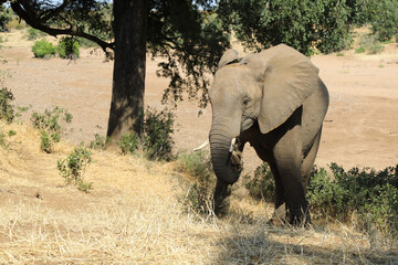 Afrikanischer Elefant / African elephant / Loxodonta africana