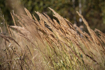 Fluffy spikelets dry grass in a field. Close-up of yellow dry grass in autumn. Image with selective...