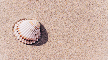 Fototapeta na wymiar Shells pattern. Seashells, starfishes on sand ocean beach background. Exotic beach with copy space.