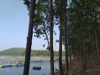 Fototapeta premium tree on the lake