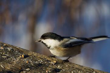 Fototapeta premium Black-capped Chickadee going for some Takeout