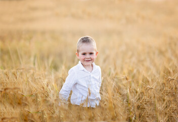Naklejka na ściany i meble Caucasian cute blond boy in a wheat field, the concept of childhood in the village and summer, good harvest and natural products