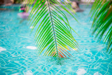 Fototapeta na wymiar Close-up of plants or trees that are planted beside a swimming pool, for their beauty, are often seen in today's resorts, residences or hotels.