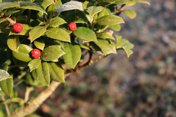 Close-up of frost on holly bush with red ripe berries in the garden at dawn