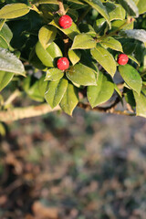 Close-up of frost on holly bush with red ripe berries in the garden at dawn