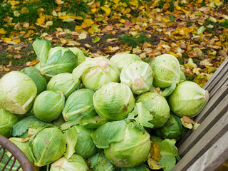 Cabbage background. Fresh cabbage from farm field. Vegetarian food concept. 