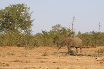 Fototapeta premium Afrikanischer Elefant / African elephant / Loxodonta africana.
