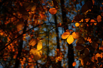 Morning sunlit beech leaves in autumn time.