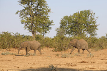 Fototapeta premium Afrikanischer Elefant / African elephant / Loxodonta africana.