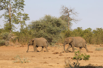 Naklejka premium Afrikanischer Elefant / African elephant / Loxodonta africana.