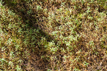 秋のアポイツメクサ