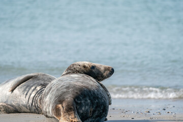 Naklejka premium Funny lazy seals on the sandy beach of Dune, Germany