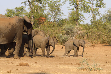 Obraz premium Afrikanischer Elefant / African elephant / Loxodonta africana.