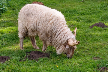 Naklejka premium A beautiful light lamb grazes in the meadow.