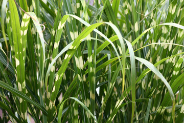 Decorative garden in the summer. Fragment of a grass of a high cereal of a miscanthus zebrinus.