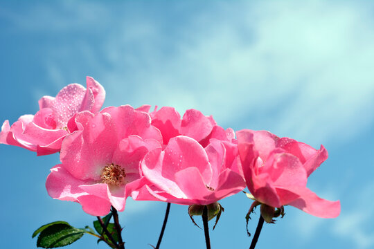 可憐な一重咲きの薔薇の花。青空。花イメージ素材
