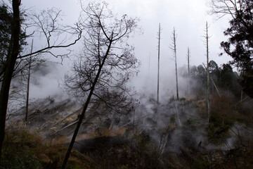 In the volcanic area around Mt Fuji in Japan, many dead trees and a barren landscape can be seen, Sulphur vapor rises into the sky it is void of people.