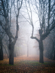 Fototapeta na wymiar Moody autumnal forest with fog and leaves on the ground