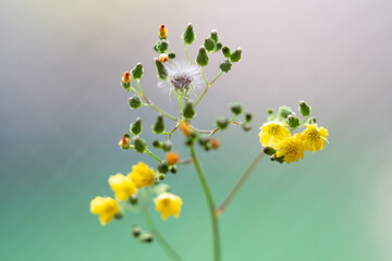 沖縄に咲く小さい黄色い花と真っ白な綿毛と緑のつぼみ