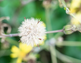 沖縄に咲くツワブキの白い綿毛