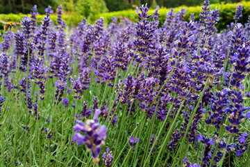 Naklejka premium Bright lavender flowers close up. Fragrant smell from a field with flowers.