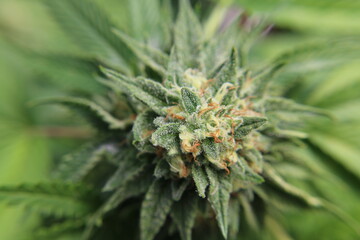 Unedited macro photos of marijuana.