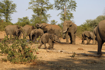 Afrikanischer Elefant / African elephant / Loxodonta africana.