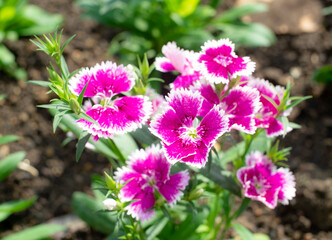 Fototapeta premium 沖縄の花壇に咲く赤いアメリカナデシコの花