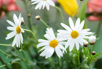 白いマーガレットの花と小さなつぼみ