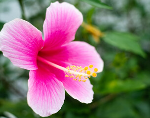 沖縄に咲く赤いかわいいハイビスカスの花