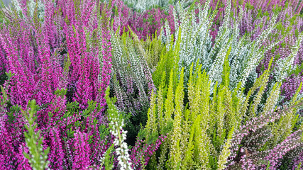 bright colored heathers stacked side by side. colorful autumn background. naturally repeating...