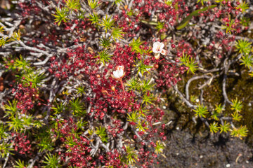 The nice red Sundew Drosera esperensis in the Cape Le Grand Nationalpark close to Esperance in Western Australia, view from above
