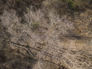 Aerial view from above of autumn forest gray trees, bald trees in late autumn