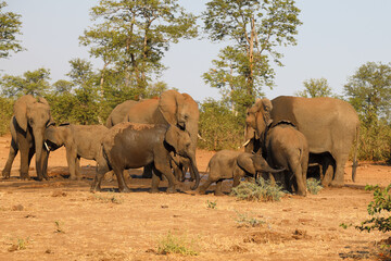 Fototapeta premium Afrikanischer Elefant / African elephant / Loxodonta africana.
