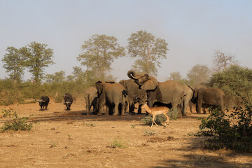 Fototapeta na wymiar Afrikanischer Elefant und Kaffernbüffel / African elephant and Buffalo / Loxodonta africana et Syncerus caffer.
