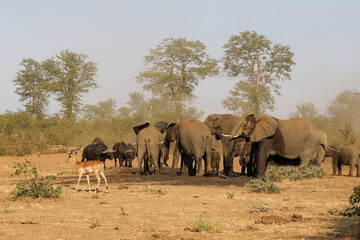 Afrikanischer Elefant und Kaffernbüffel / African elephant and Buffalo / Loxodonta africana et...