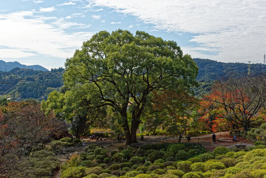 view of a big old tree in Mifuneyama rakuen park locate in Takeo city, saga prefecture, Japan