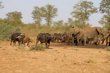 Obraz premium Afrikanischer Elefant und Kaffernbüffel / African elephant and Buffalo / Loxodonta africana et Syncerus caffer.