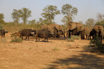 Naklejka premium Afrikanischer Elefant und Kaffernbüffel / African elephant and Buffalo / Loxodonta africana et Syncerus caffer.