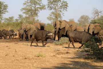 Fototapeta premium Afrikanischer Elefant und Kaffernbüffel / African elephant and Buffalo / Loxodonta africana et Syncerus caffer.