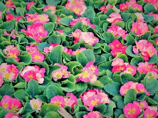 プリムラジュリアン