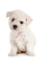 Bichon Frise in studio