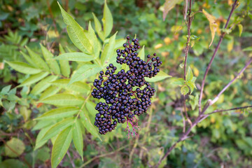 Black danewort or Sambucus ebulus berries close-up