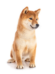shiba inu in studio