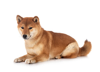 shiba inu in studio