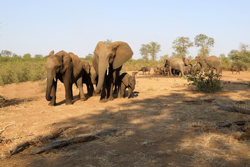 Afrikanischer Elefant und Kaffernbüffel / African elephant and Buffalo / Loxodonta africana et...