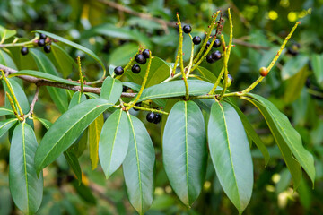 Prunus laurocerasus or Otto Luyken - berries of cherry laurel