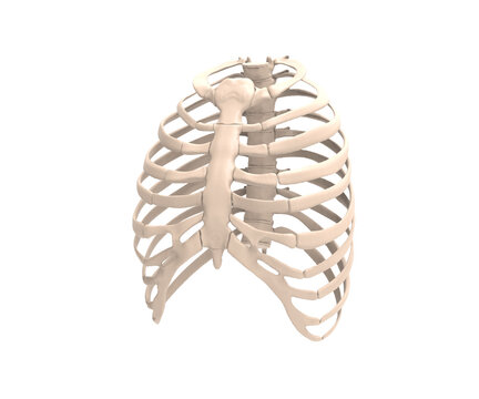 3d render Rib cage bones. Human skeletal system