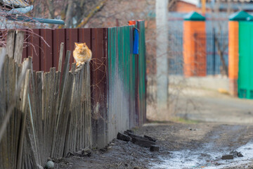 Ginger cat on the wooden fence